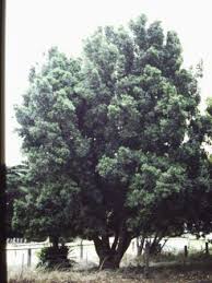 Image result for Elaeodendron croceum