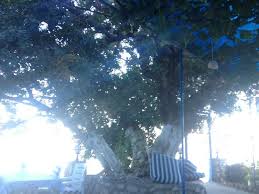 400 Yillik Keci Boynuzu Agaci Ve Manzara Mavi Akvaryum Otel Sogut Resmi Tripadvisor