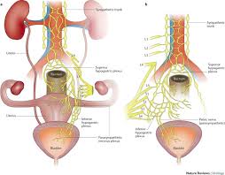 Click here to subscribe to the endometriosis news newsletter! Pathophysiology And Management Of Urinary Tract Endometriosis Nature Reviews Urology