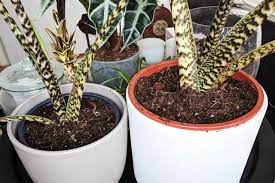 How To Repot An Alocasia Zebrina Plant Care For Beginners Plant Care Plants Paper Leaves