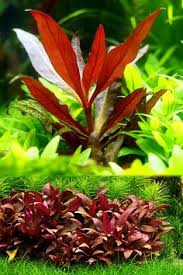 Skip to main content.us hello, sign in. 160 Susswasser Aquarium Ideen Aquarium Susswasser Aquarium Fische