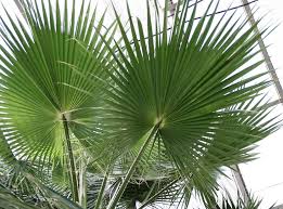 Indoor palm trees and other house plants. Pin On Backyard Escapes