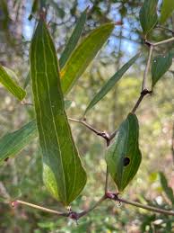 Image result for Smilacaceae