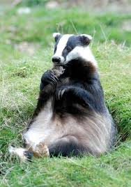Mustelidi Tasso O T Comune O T Europeo Meles Meles Animals Beautiful Badger Animals