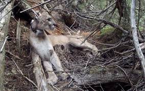Kauffman eventually stepping on its neck to suffocate it to death. This Lion Doesn T Run Instead Kills Eats Wolf Environmental Jhnewsandguide Com