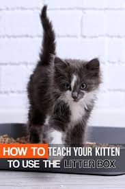 Do this every day so your cat will get used to it. How To Teach Your Kitten To Use The Litterbox Catlitterboxtips Litter Training Kittens Cat Training Litter Box Litter Box Training Kittens