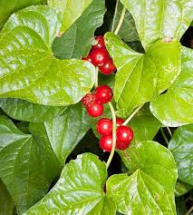 Image result for Dioscorea cotinifolia