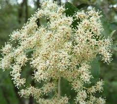Image result for Buddleja saligna