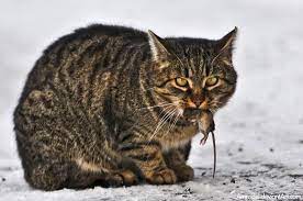 Cats are obligate carnivores in that they require meats (poultry, fish) in their diet. A More In Depth Review Of Why Cats Are Obligate Carnivores Barker S Dog Club