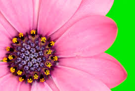 See more ideas about flowers, beautiful flowers, planting flowers. 55 Beautiful Pictures Of Flowers For Your Inspiration