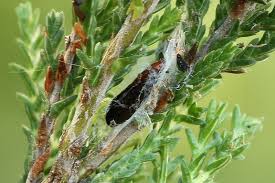 Image result for Ericinella