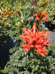 Image result for Tecoma capensis