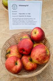 Grammatik substantiv (maskulinum) · genitiv singular: Apfel Adamsapfel Malus Adamsapfel Gunstig Online Kaufen