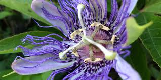 Floral arrangements, floral design, wedding and special events flowers, custom silk arrangements for home decor floral. Passion Flower Plays Host To The Gulf Fritillary