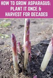 How To Grow Asparagus Plant It Once Harvest For Decades Growing Asparagus Asparagus Plant Planting Vegetables