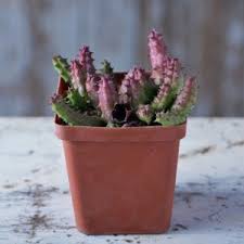 Image result for Hoodia currorii