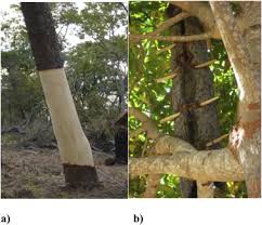 Image result for Pteleopsis anisoptera