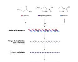 Image of Collagen structure