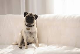 Puppy paws rescue was created in march of 2013 in order to find loving homes for abandoned puppies and dogs. All 60 Pug Rescues In The Usa 2021 List Pawleaks