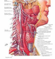 Jugular vein any of several veins of the neck that drain blood from the brain face and neck returning it to the heart via the superior vena. Meddy Bear Neck Anatomy Facebook