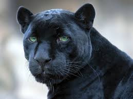 Black panther is stealthy and has a stealthy suit. Hd Wallpaper Black Leopard Panther Face Big Cat Predator Animal Mammal Wallpaper Flare