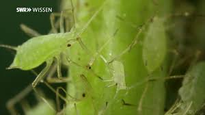 So Leben Blattlause Babys Machen Ohne Sex Youtube