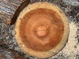 Image result for tree bark