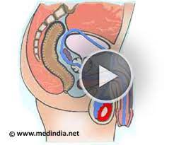 Health Animation - Male Reproductive System