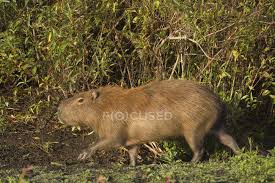 Detailed information about the coin 2 pesos uruguayos (carpincho), uruguay, with pictures and collection and swap management: Capybara Walking On Shore In Laguna Negra Rocha Uruguay South America Hydrochoerus Hydrochaeris Wild Stock Photo 200857636