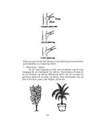 20 Inspiration Halamang Ornamental Drawing With Name Invisible Blogger Ito'y mga punong hindi namumunga. halamang ornamental drawing with name