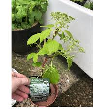 Water the pot well before planting. Hydrangea Petiolaris Climbing Hydrangea Uploaded By Cjgardener