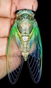 Multicolored butterfly wing hook earrings elegant acrylic insect drop earrings crystal dragonfly wing earrings for women girls jewelry(green). Cicada Insect Wings Beautiful Bugs Cool Insects