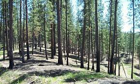 We did not find results for: Fuel Treatment Effects In Ponderosa Pine Douglas Fir Forests 18 Years After The Lubrecht Fire Fire Surrogate Study Northern Rockies Fire Science Network