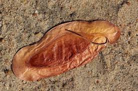 Image result for Cordia mukuensis