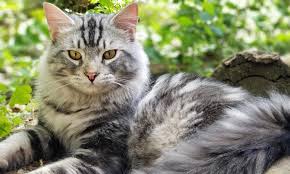 You can see how to get to tlc pet hospital on our website. Tlc Veterinary Clinic Call Now 360 786 1942
