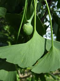 Image result for Ginkgoaceae