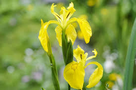 Image result for Iris pseudacorus