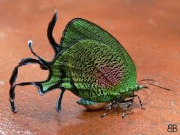 Black And Yellow Dragonfly With Long Tail Butterfly Photography Cool Insects Beautiful Butterflies Moth Caterpillar