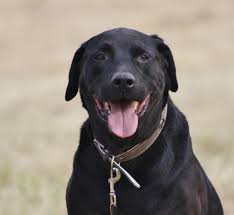Rottweiler x bullmastiff mix = bull mastweiler. Benny Labrador Retriever Rottweiler Mischling Hunde Imtierheimweil Tierschutzverein Weil Am Rhein E V