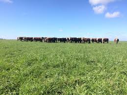 PGG Wrightson Seeds Uruguay