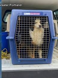 Maybe you would like to learn more about one of these? Animal Refuge League Of Greater Portland Asks For Donations To Help Abused Dogs Wpfo