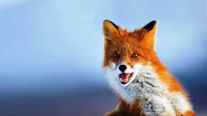 Fox Hd Wallpapers Hd Wallpapers Fit Pet Fox Animals Beautiful Wild Animal Wallpaper
