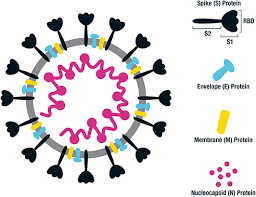 Frontiers Progress And Pitfalls In The Quest For Effective Sars Cov 2 Covid 19 Vaccines Immunology Astrazeneca said it was exploring combinations of different adenovirus vaccines to find out whether mixing them leads to a better immune response and, therefore, greater protection.