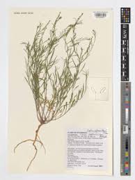 Image result for Coronopus integrifolius