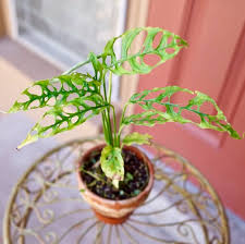 Here S My One Monsteramonday Contribution M Obliqua If You Think The Difference Between Obliqua And M Adansonii Is Plants Indoor Gardens Monstera Obliqua