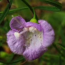 Image result for Geigeria filifolia