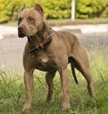 Jack would have been graduated no matter his marks. 9 Buckskin Pitbulls Ideas Pitbulls American Pitbull Terrier Pitbull Terrier