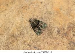 Image result for Cryphia algae