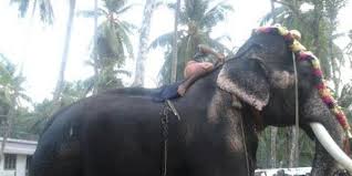 Mangalamkunnu karnan is one of the famous elephants in kerala. Petition Stop The Cruel Practise Of Head Lifting Retire Old Tusker Mangalamkunnu Karnan