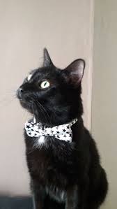 Black And White Cat With Bow Tie Do You Like My Bow Tie European Cat Pet Cute Crazy Cats Beautiful Cats White Cats